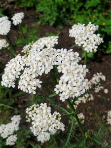 Gemeine Schafgarbe (Achillea millefolium) in Saarbrücken