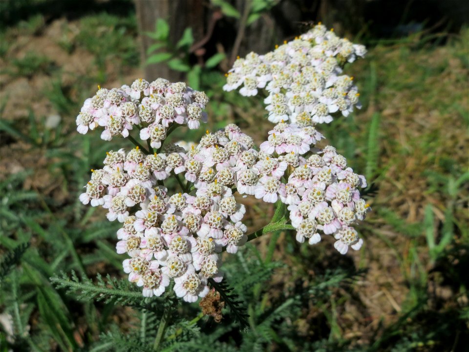 Gemeine Schafgarbe (Achillea millefolium) im Almet in Sankt Arnual