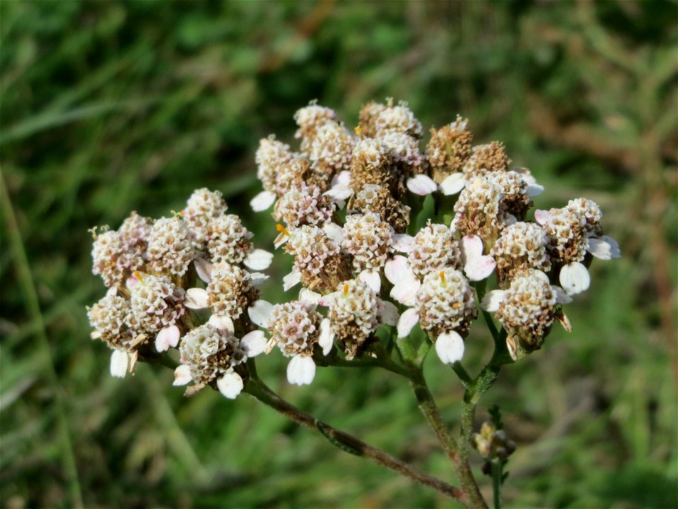 Gemeine Schafgarbe (Achillea millefolium) auf einer Reptilien- und Insekten-Schutzfläche bei Oftersheim