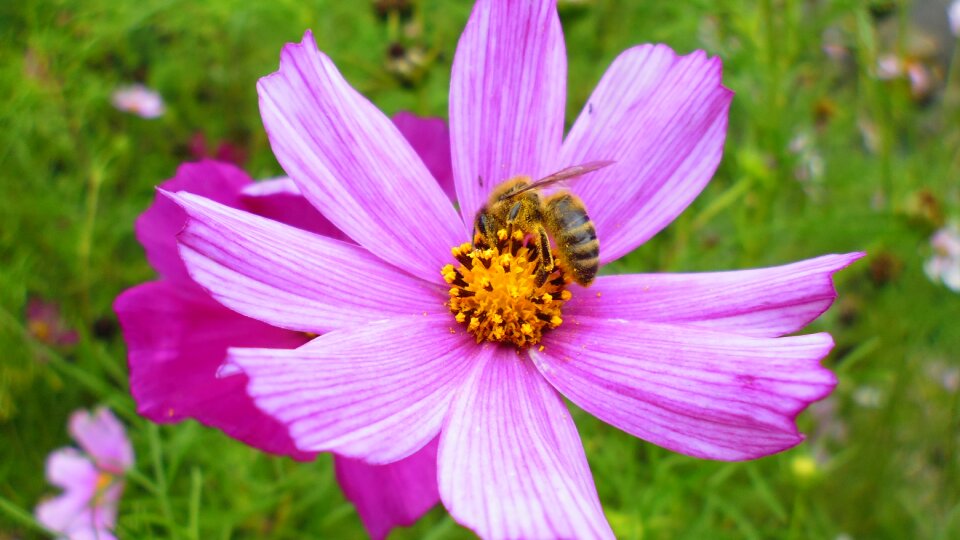 Flower pink flower bee photo