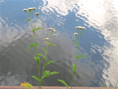 Gemeine Schafgarbe (Achillea millefolium) an der Saar in Saarbrücken