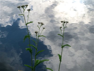 Gemeine Schafgarbe (Achillea millefolium) an der Saar in Saarbrücken