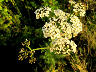 Gemeine Schafgarbe (Achillea millefolium) in der Oberen Rott bei Hockenheim