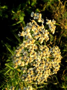 Gemeine Schafgarbe (Achillea millefolium) in der Oberen Rott bei Hockenheim