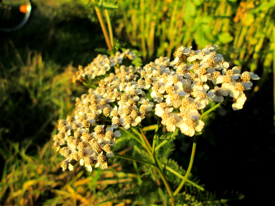Gemeine Schafgarbe (Achillea millefolium) in der Oberen Rott bei Hockenheim