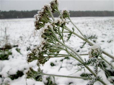 Vereiste Schafgarbe (Achillea millefolium) auf der Parkplatzwiese am Nordring in Hockenheim nach dem Wintereinbruch am 1. Dezember 2017