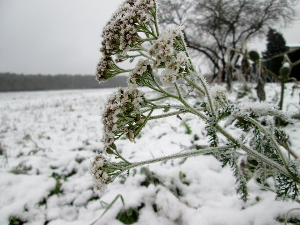 Vereiste Schafgarbe (Achillea millefolium) auf der Parkplatzwiese am Nordring in Hockenheim nach dem Wintereinbruch am 1. Dezember 2017