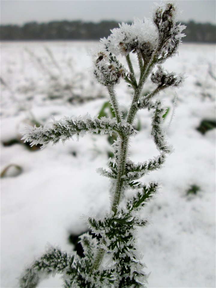 Vereiste Schafgarbe (Achillea millefolium) auf der Parkplatzwiese am Nordring in Hockenheim nach dem Wintereinbruch am 1. Dezember 2017
