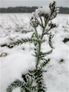 Vereiste Schafgarbe (Achillea millefolium) auf der Parkplatzwiese am Nordring in Hockenheim nach dem Wintereinbruch am 1. Dezember 2017