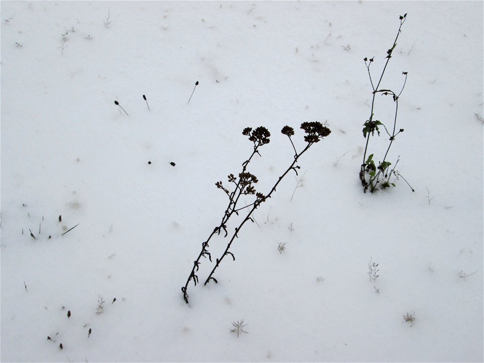 Gemeine Schafgarbe (Achillea millefolium) an der A620 in Alt-Saarbrücken bei Neuschnee am 10. Dezember 2017