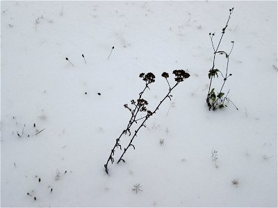 Gemeine Schafgarbe (Achillea millefolium) an der A620 in Alt-Saarbrücken bei Neuschnee am 10. Dezember 2017
