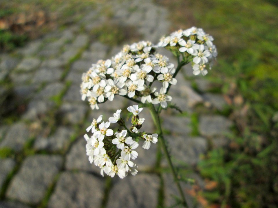 Gemeine Schafgarbe (Achillea millefolium) an der A620 in Alt-Saarbrücken