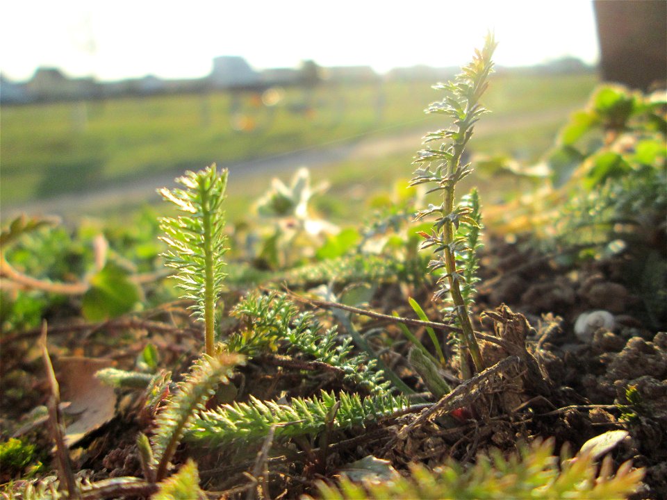 Grundblätter der Gemeinen Schafgarbe (Achillea millefolium) auf einer Parkplatzwiese am Nordring in Hockenheim