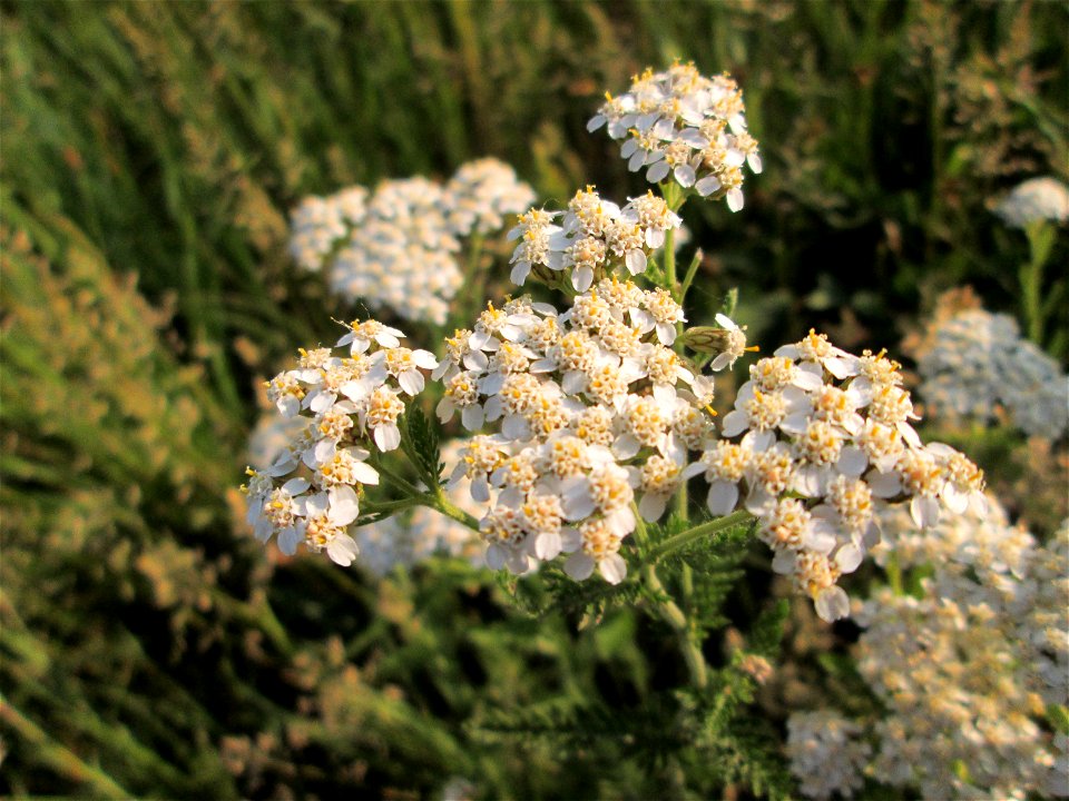 Gemeine Schafgarbe (Achillea millefolium) auf einer Wiese im Landschaftsschutzgebiet „Hockenheimer Rheinbogen“