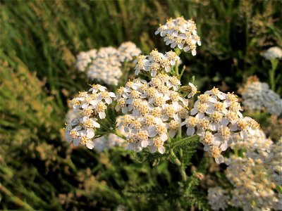 Gemeine Schafgarbe (Achillea millefolium) auf einer Wiese im Landschaftsschutzgebiet „Hockenheimer Rheinbogen“