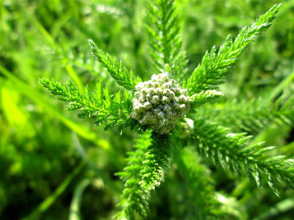 Gemeine Schafgarbe (Achillea millefolium) im Landschaftsschutsgebiet „Saalbachniederung“ bei Bruchsal kurz vorm aufblühen