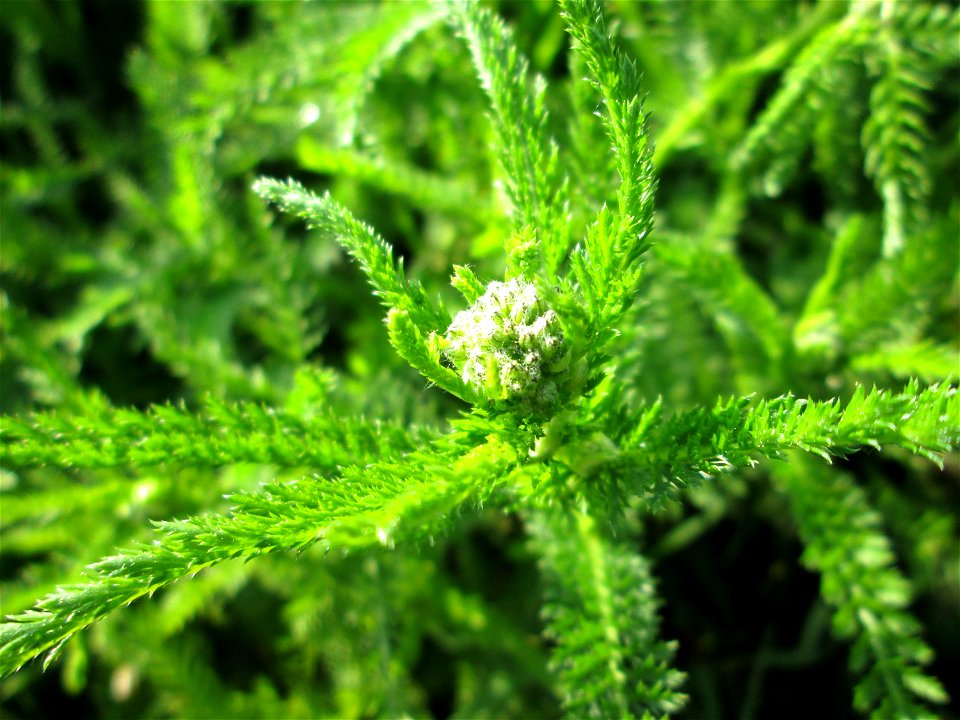 Gemeine Schafgarbe (Achillea millefolium) im Landschaftsschutsgebiet „Saalbachniederung“ bei Bruchsal kurz vorm aufblühen