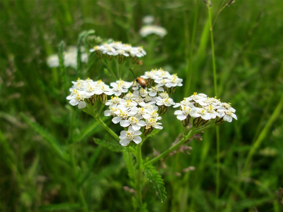Gemeine Schafgarbe (Achillea millefolium) auf einer Wiese in Hockenheim-Talhaus