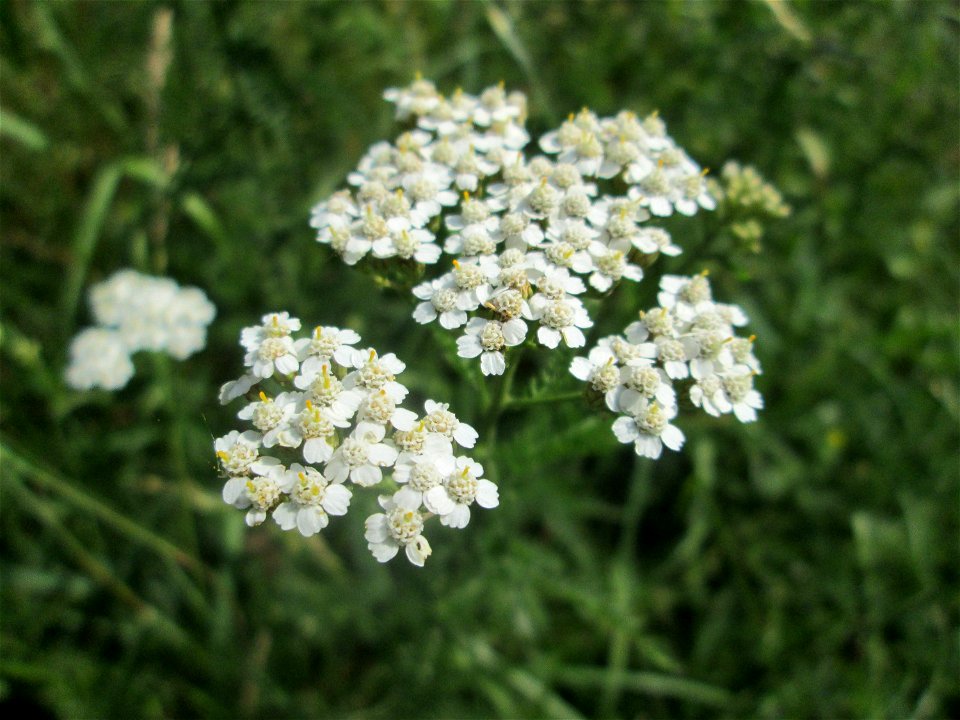 Gemeine Schafgarbe (Achillea millefolium) im Gartenschaupark Hockenheim