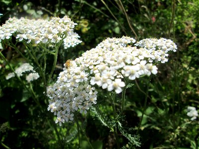 Gemeine Schafgarbe (Achillea millefolium) in Saarbrücken