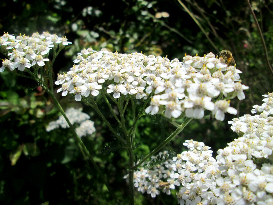 Gemeine Schafgarbe (Achillea millefolium) in Saarbrücken
