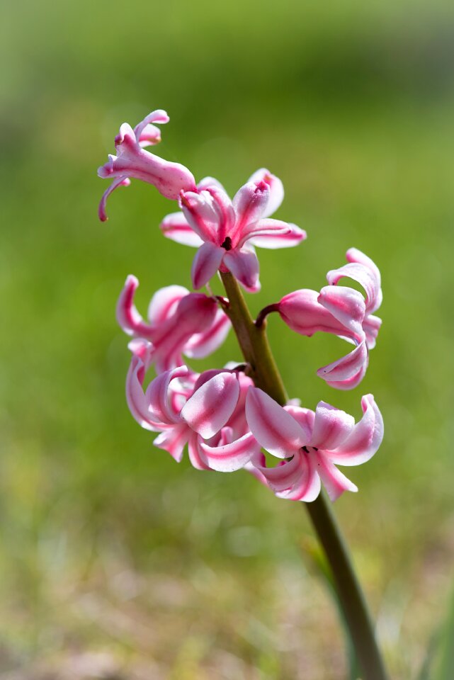 Pink hyacinth pink flower flowers photo