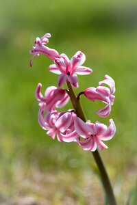 Pink hyacinth pink flower flowers