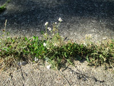 Gemeine Schafgarbe (Achillea millefolium) in Saarbrücken