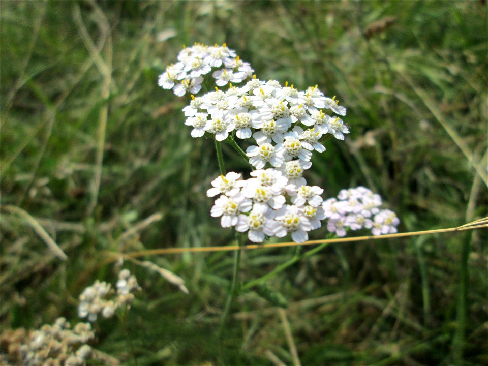 Gemeine Schafgarbe (Achillea millefolium) im Almet in Sankt Arnual
