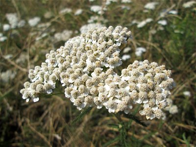 Gemeine Schafgarbe (Achillea millefolium) im Bürgerpark Saarbrücken