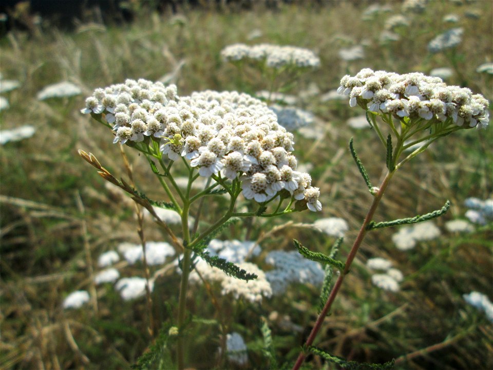 Gemeine Schafgarbe (Achillea millefolium) im Bürgerpark Saarbrücken