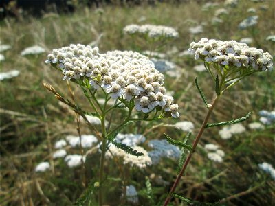 Gemeine Schafgarbe (Achillea millefolium) im Bürgerpark Saarbrücken