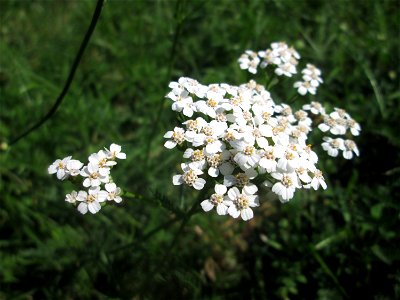 Gemeine Schafgarbe (Achillea millefolium) im Gartenschaupark Hockenheim