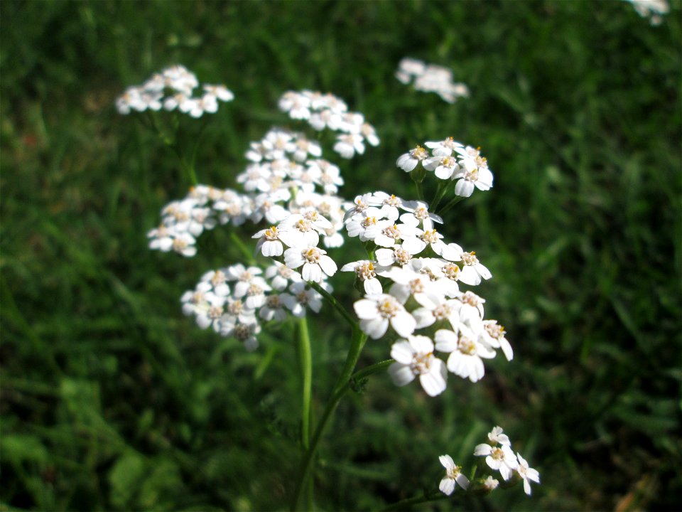Gemeine Schafgarbe (Achillea millefolium) im Gartenschaupark Hockenheim