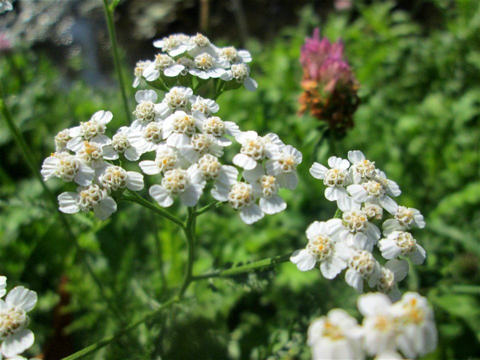 Gemeine Schafgarbe (Achillea millefolium) am Zähringer Kanal in Schwetzingen