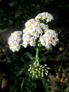 Gemeine Schafgarbe (Achillea millefolium) am Tierfriedhof Saarbrücken
