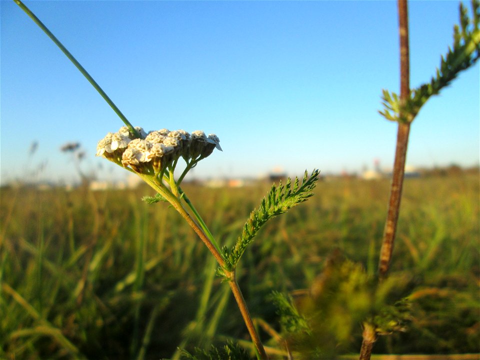 Gemeine Schafgarbe (Achillea millefolium) auf einer Wiese in Hockenheim-Talhaus