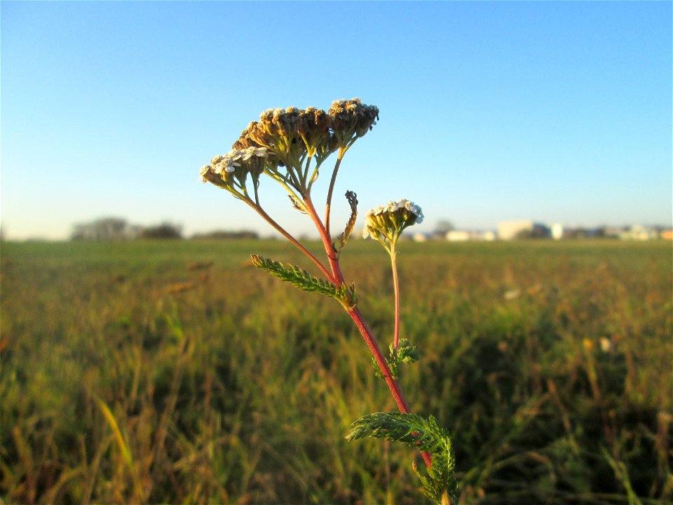 Gemeine Schafgarbe (Achillea millefolium) auf einer Wiese in Hockenheim-Talhaus