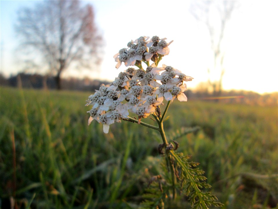 Gemeine Schafgarbe (Achillea millefolium) an der Schlossmühle bei Reilingen