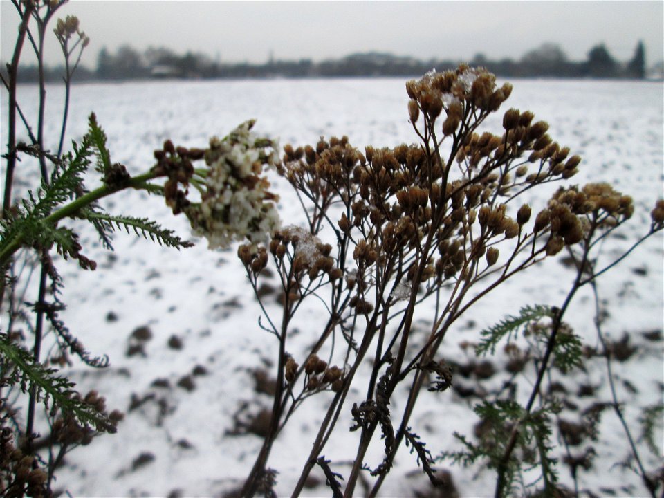 Gemeine Schafgarbe (Achillea millefolium) bei Schneefall am 3. Januar 2019 bei Hockenheim