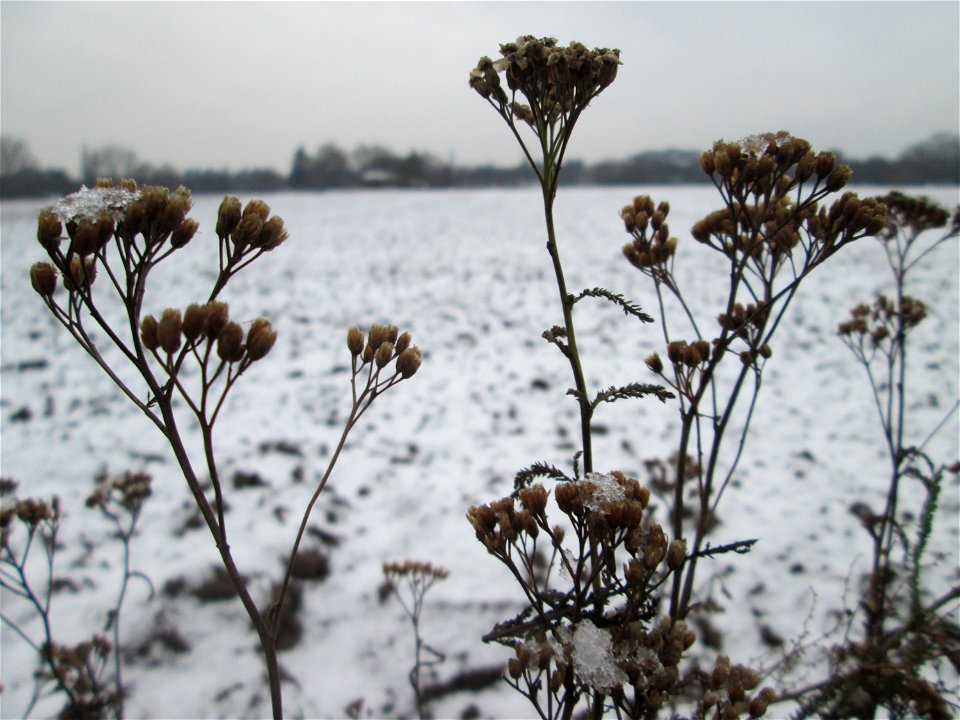 Gemeine Schafgarbe (Achillea millefolium) bei Schneefall am 3. Januar 2019 bei Hockenheim