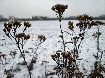 Gemeine Schafgarbe (Achillea millefolium) bei Schneefall am 3. Januar 2019 bei Hockenheim