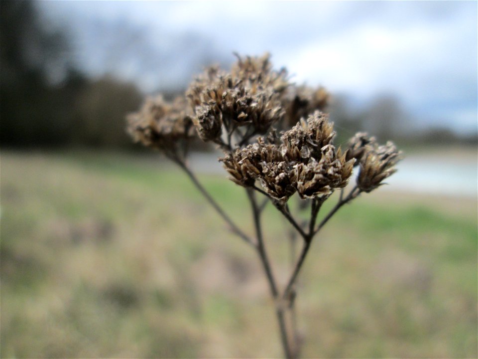 Gemeine Schafgarbe (Achillea millefolium) am Golfplatz im Naturschutzgebiet „Oftersheimer Dünen“