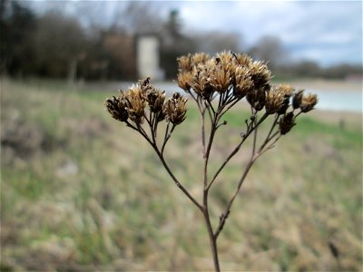 Gemeine Schafgarbe (Achillea millefolium) am Golfplatz im Naturschutzgebiet „Oftersheimer Dünen“