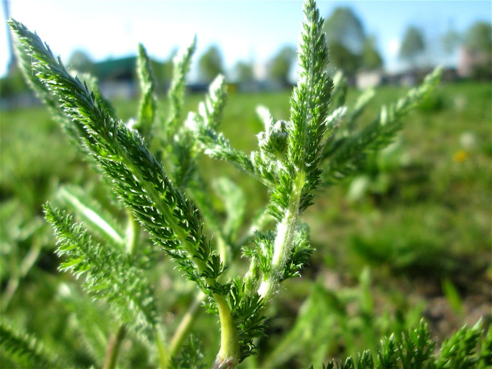 Schafgarbe (Achillea millefolium) am Osthafen Saarbrücken