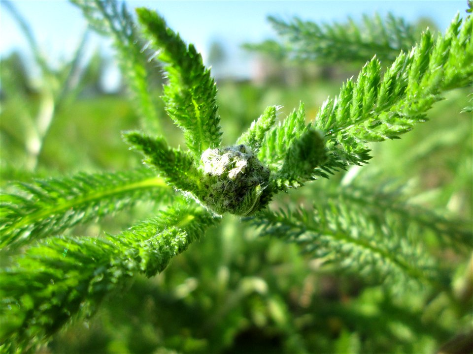 Schafgarbe (Achillea millefolium) am Osthafen Saarbrücken