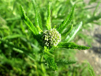 Gemeine Schafgarbe (Achillea millefolium) am Kraichbach-Damm im Landschaftsschutzgebiet „Hockenheimer Rheinbogen“