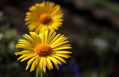 Plant blossom bloom