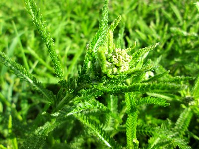 Gemeine Schafgarbe (Achillea millefolium) am Kraichbach-Damm im Landschaftsschutzgebiet „Hockenheimer Rheinbogen“