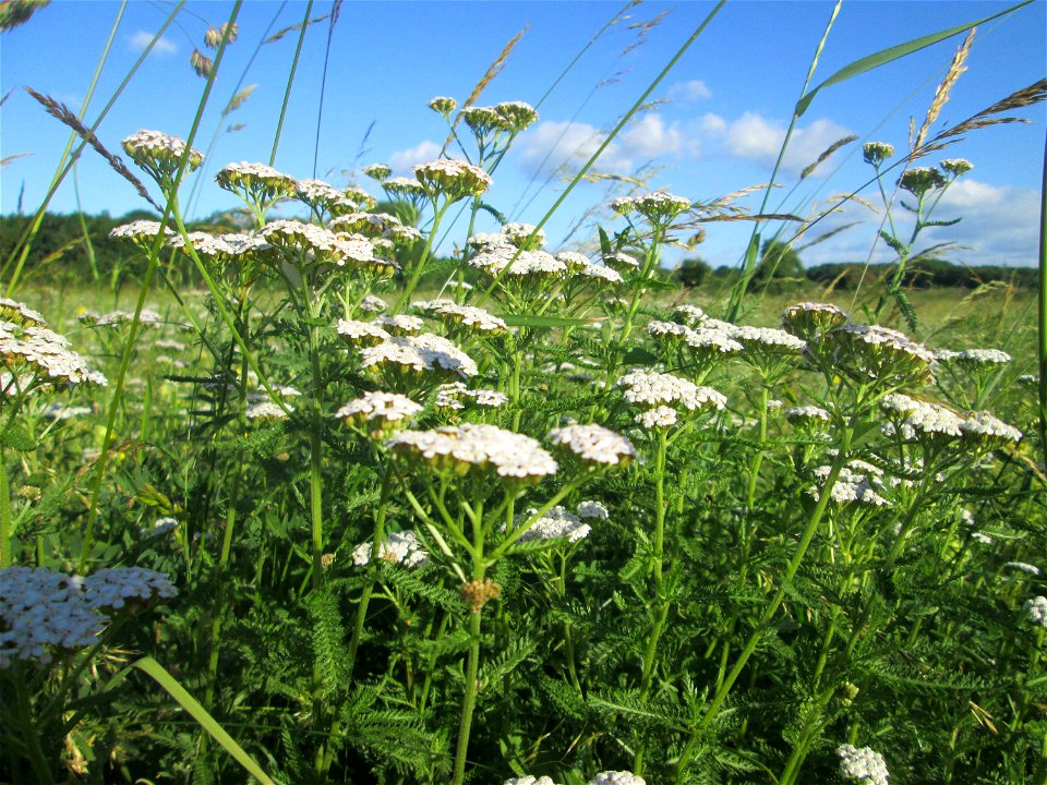 Schafgarbe (Achillea millefolium) im Naturschutzgebiet „Hochholz-Kapellenbruch“